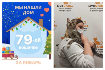 Кошечка Зайчиша через три месяца встретила заботливую хозяйку!