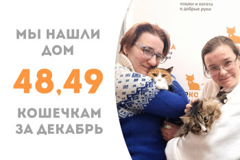 Две кошечки-подружки Катиша и Таниша уезжают в новый дом вместе!