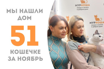 Полуторагодовалая кошечка Хэми встретила добрую семью! 