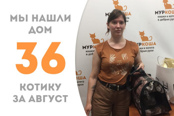 Котик Ланселот вновь стал домашним, пробыв в приюте около двух месяцев! 