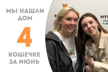 Трёхмесячная кошечка Лавруня за три недели обрела дом! 