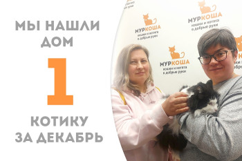Котик Личико устроил свою судьбу, пробыв в приюте полтора месяца после того, как сюда вернулся! 