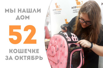 Семилетняя кошечка по имени Лобода стала домашней! 