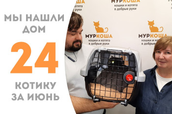 Для двухлетнего котика Луивитона нашлась ответственная семья! 