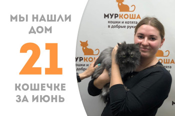Трёхлетняя кошечка Майорка стала домашней!