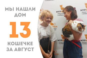 Общительная кошечка-красавица Микелла нашла себе новую семью! 