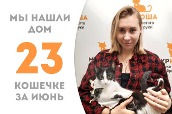Кошечка Микка, пробыв в приюте менее двух месяцев, нашла новый дом! 