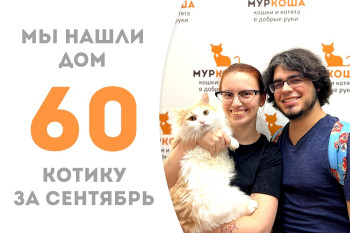 Двухлетний котик по имени Микки Маус стал домашним, пробыв месяц в приюте! 