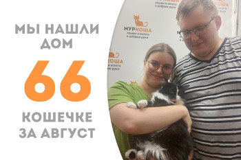 Годовалая кошечка Милина стала домашней! 