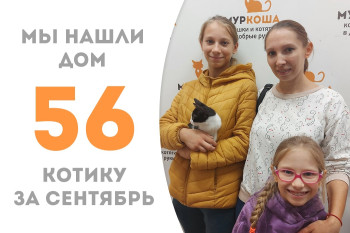 Котёнок Мини Купер, найденный в автомобильном двигателе, провёл месяц в приюте и стал домашним! 
