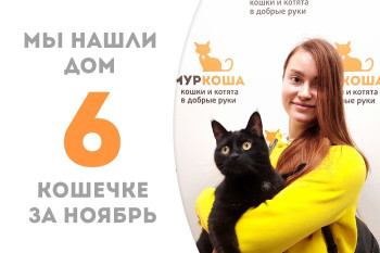 Трёхлетняя кошечка по имени Мулатка отправилась домой! 
