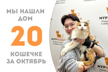 Милая кошечка по имени Нежность теперь будет домашней любимицей! 