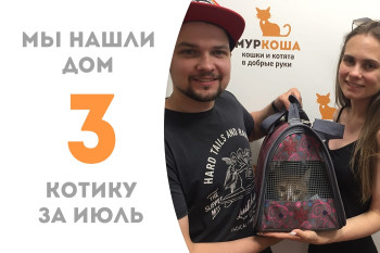 Котик Олли стал домашним! 