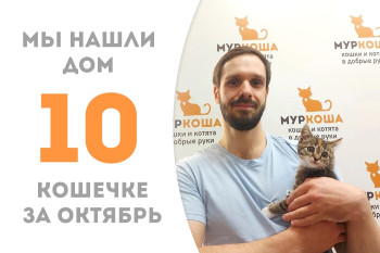 Кошечка Осака трёх месяцев от роду покорила сердце доброго человека, проведя месяц в приюте! 