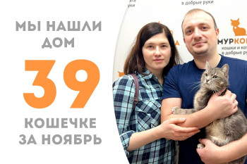 Кошечка по имени Пиратка стала домашней через три месяца пребывания в приюте! 