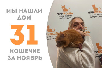 Бывшедомашняя кошечка Ричи обрела нового доброго хозяина спустя три месяца пребывания в приюте! 