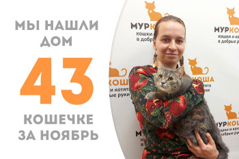 Годовалая кошечка Рунна вновь обрела дом и надёжного человека! 