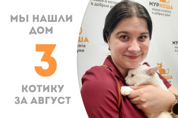 Годовалый котик Сатурн нашёл себе дом и добрую хозяйку! 