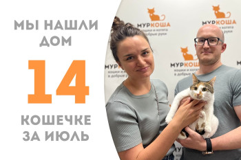 Двухлетняя уличная кошечка Синтия стала домашней! 