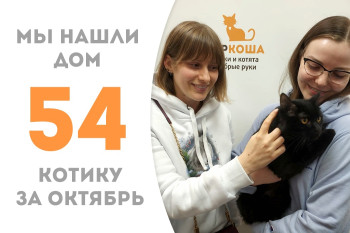 Трёхлетний котик Скрудж встретил своё домашнее счастье!