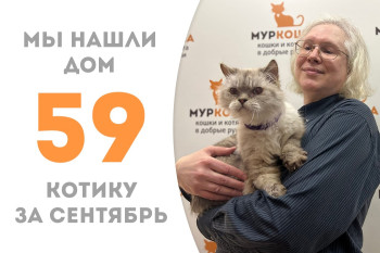 Котик Сократ через три месяца жизни в приюте нашёл своё счастье в лице доброго куратора! 