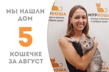 Пятимесячная кошечка Свитлипс нашла себе добрую хозяйку пробыв в приюте два с половиной месяца!