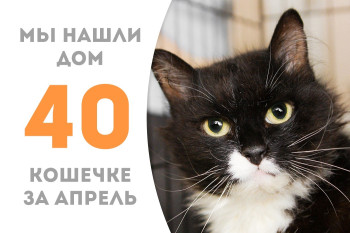 Кошечка Умничка стала домашней любимицей!