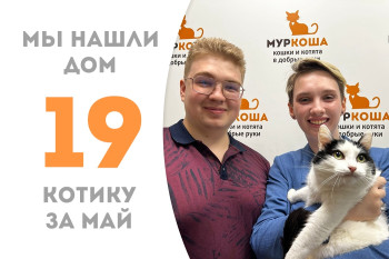 Четырёхлетний котик Яблочкин уехал в новую семью!
