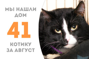 Котик Заюня встретил доброго человека и вновь стал домашним! 