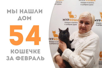 Кошечка Арза встретила свою заботливую хозяйку!