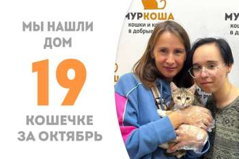 Бемоль, не пробыв и трёх месяцев в приюте, устремилась в домашнюю жизнь!