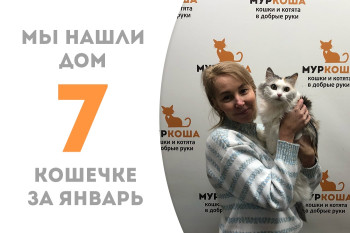 Четырёхлетняя кошечка Джуана в новогодние праздники обрела домашнее счастье!