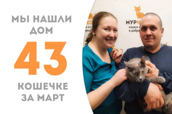 Кошечка Фёст стала домашней и любимой!