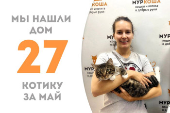 Гудини всего за два месяца стал домашним и отправился в семью, где его с нетерпением ждёт наш выпускник Ласло!