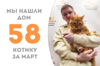Кот Капкейк начинает новую жизнь!