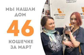 Шестимесячная кошечка Копеечка нашла семью и стала домашней!