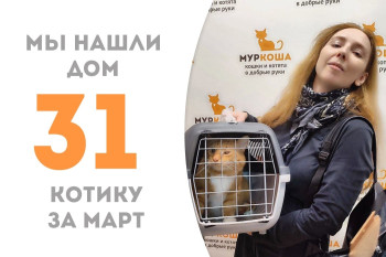 Четырехлетний котик Ладислас снова стал домашним!