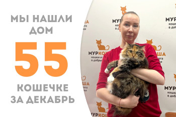 Годовалая кошечка Лисочка будет встречать Новый год дома!