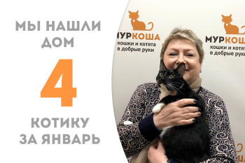 Двухлетний котик Люксор встретил своё домашнее счастье в новогодние праздники!