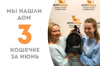 Кошечка Люся стала домашней любимицей!