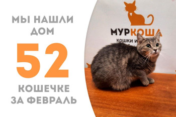 Кошечка Шриланка отправилась домой!