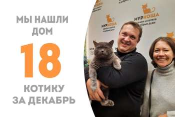 Смурфик стал домашним!