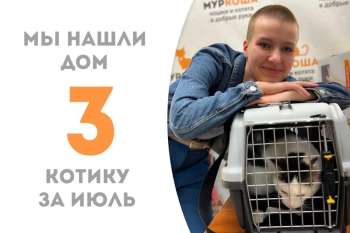 Котик Снипс встретил свою хозяйку!