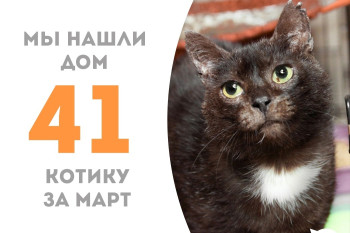 Котик Воланд отправился в долгожданное домашнее счастье!