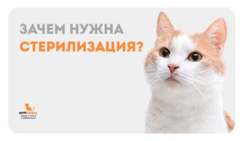 О важности стерилизации