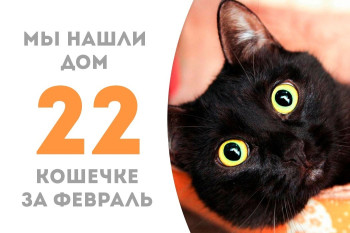 Кошечка Зарифа стала домашней и любимой!