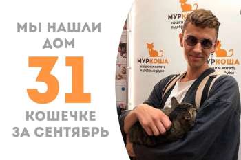 Цицерона становится домашней!