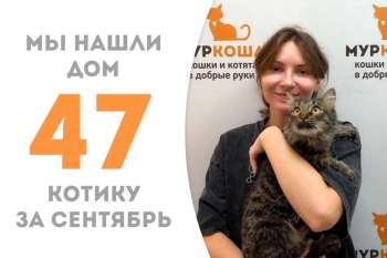 Кот Грейди стал домашним за три месяца!