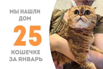 Курносик снова стала домашней, пробыв в приюте три недели, и отправилась домой прямо из клиники!