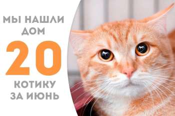 Леонель, проведя месяц в приюте, забил свой главный гол – стал домашним!